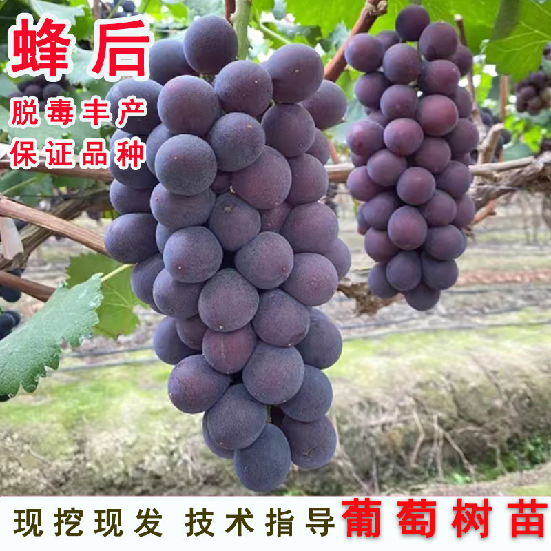 蜂后葡萄苗树苗嫁接葡萄树苗果大香味浓郁纯甜不酸易剥皮南北方种