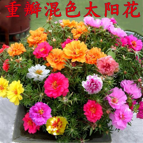 半枝莲室外开花不断耐寒耐旱种子