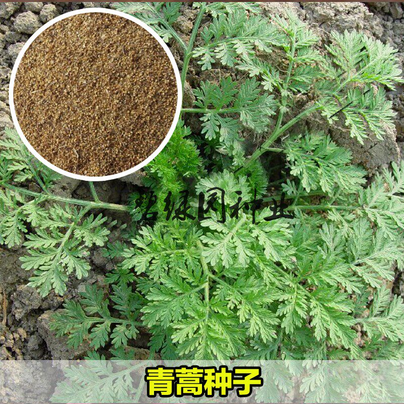 青蒿种子白蒿黄花蒿种子 青蒿种子香蒿种子草蒿 廪蒿 茵陈蒿 邪蒿