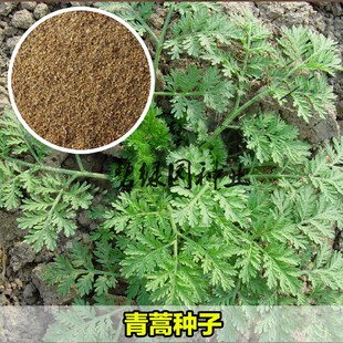 青蒿种子白蒿黄花蒿种子 青蒿种子香蒿种子草蒿 廪蒿 茵陈蒿 邪蒿