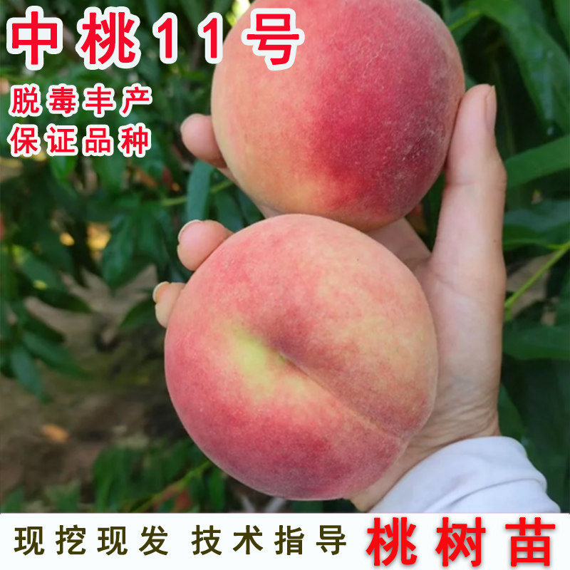 桃苗嫁接中桃11号桃树苗7月桃子苗脆甜离核南方北方种植当年结果