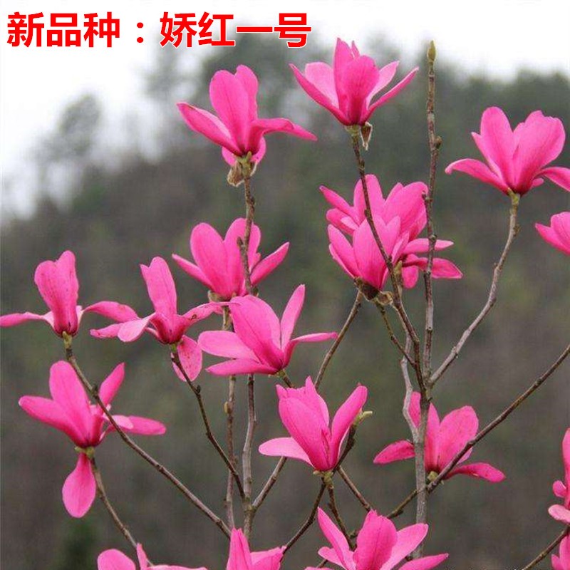 玉兰苗紫玉兰苗娇红一号玉兰树苗嫁接玉兰红玉兰绿化苗木耐寒植物