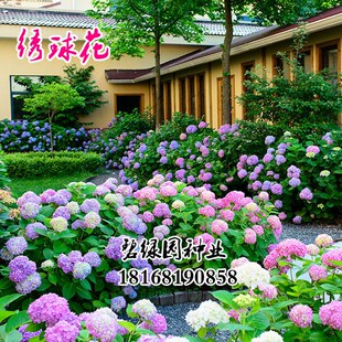 绣球花种子无尽夏绣球花盆栽混色花种子阳台庭院四季种易活种子