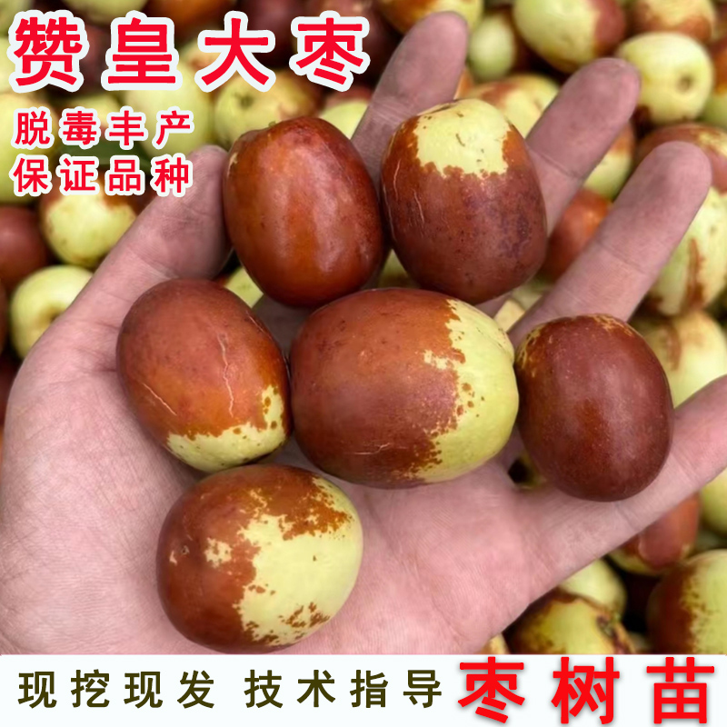 枣树活苗嫁接河北赞皇大金