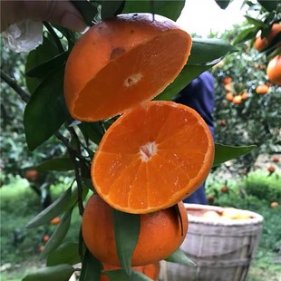 无籽砂糖橘苗橘子树砂糖橘树苗盆地栽桔子树苗南方果树橙柚橘子苗