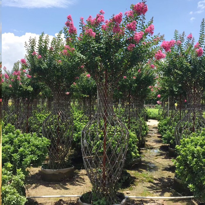 精品紫薇天球瓶造型紫薇花瓶造型百日红痒痒树造型带根编织植物造