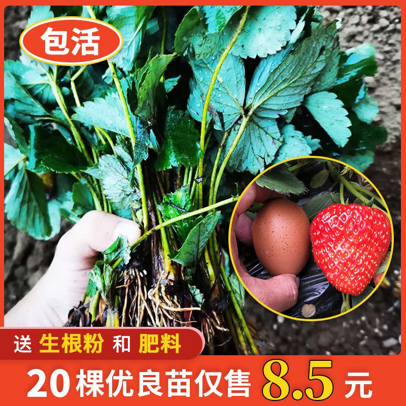 淡雪天使ae阳春白雪白蜜香盆栽草莓苗 阳台种植 新手友好欣欣草莓