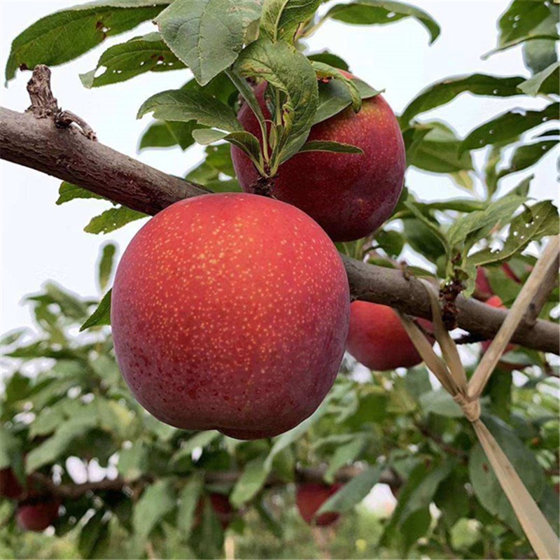 晚熟脆甜红布林南方地栽李子树苗