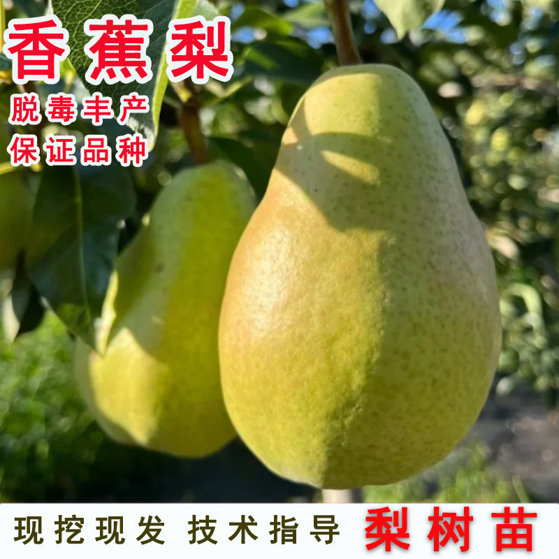 太婆梨苗嫁接果树苗啤梨香蕉梨苗大头黄金香软梨酥梨树苗当年结果