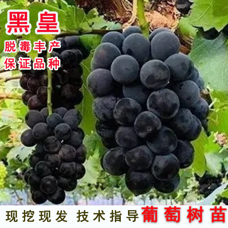 嫁接黑皇葡萄树苗3309贝达