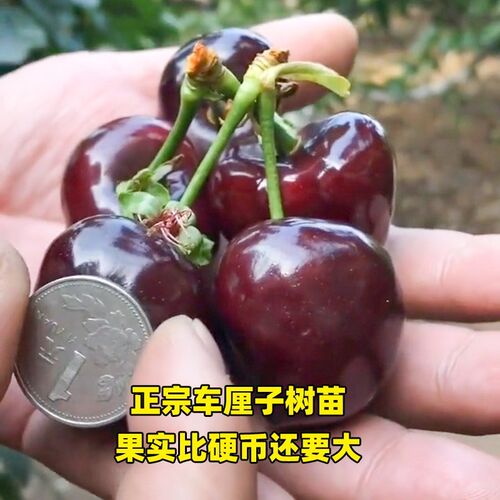 俄罗斯盆栽地栽南北方种植樱桃苗