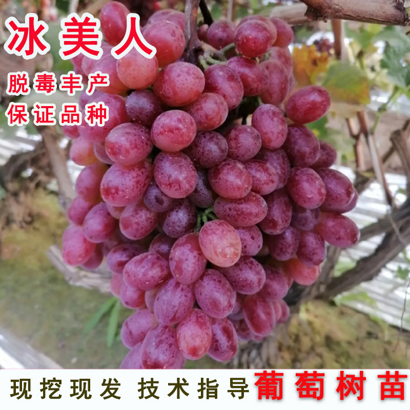 嫁接冰美人葡萄树苖爬藤无籽脆甜红提葡萄苗北南方种植当年结果