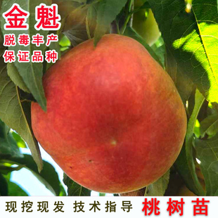 嫁接新品种特早熟黄桃树苗中桃金魁桃苗特大离核脆甜桃树果苗接穗