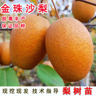 嫁接金珠沙梨树苗晚熟脆甜沙梨苗盆栽地栽南北方当年结果果树果苗