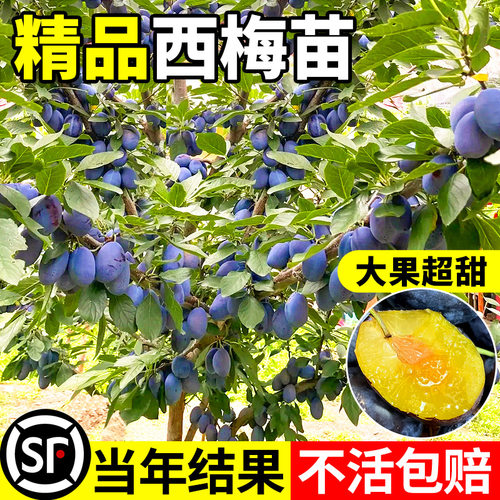 西梅李子树果苗地栽蜂糖水南