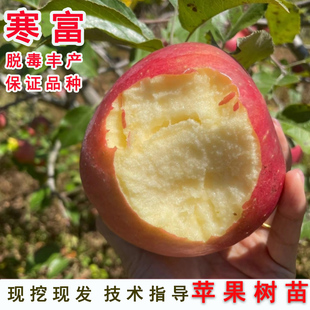 嫁接寒富苹果树苗抗寒全红脆甜红富士苹果苗耐寒南方北方当年结果