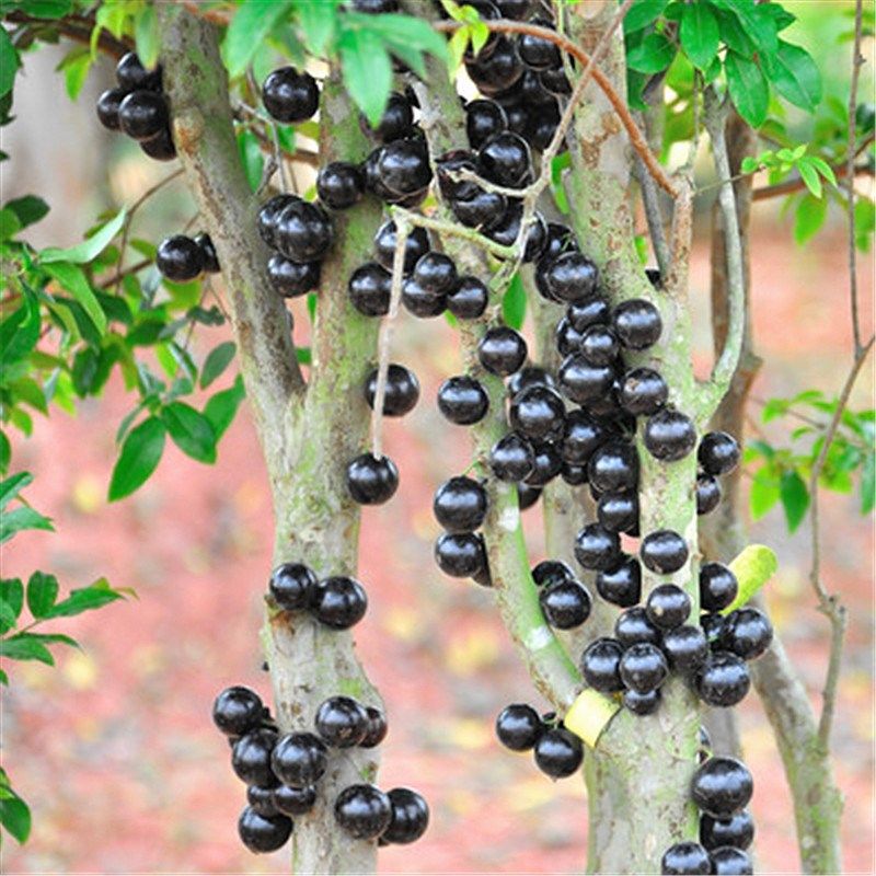 新品四季嘉宝果苗红妃早生嘉宝果树台湾树葡萄种子苗果树苗盆栽