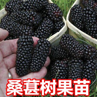 桑树小苗盆栽地栽果树果苗养蚕用苗南方大叶桑葚树苗根枝当年结果