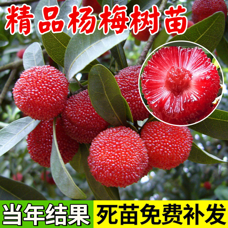 东魁杨梅树树苗嫁接果树果苗仙居大东槐水晶早熟当年结果带土南方