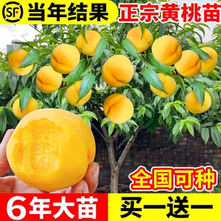 黄桃树苗桃树果苖嫁接冬桃油桃果苗南方北方庭院种植桃树当年结果