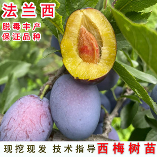 嫁接脆甜西梅树树苗杏李子法兰西西梅苗南方北方种植地栽当年结果