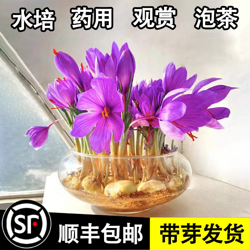水培植物药用藏红花种球花种子耐寒花卉盆栽室内好养四季开花苗