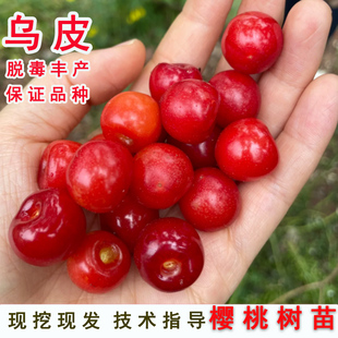嫁接中华乌皮土樱桃树苗南方早熟黑珍珠樱桃苗北方盆地栽当年结果