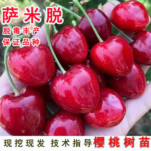 萨米脱樱桃果树苗南北方庭