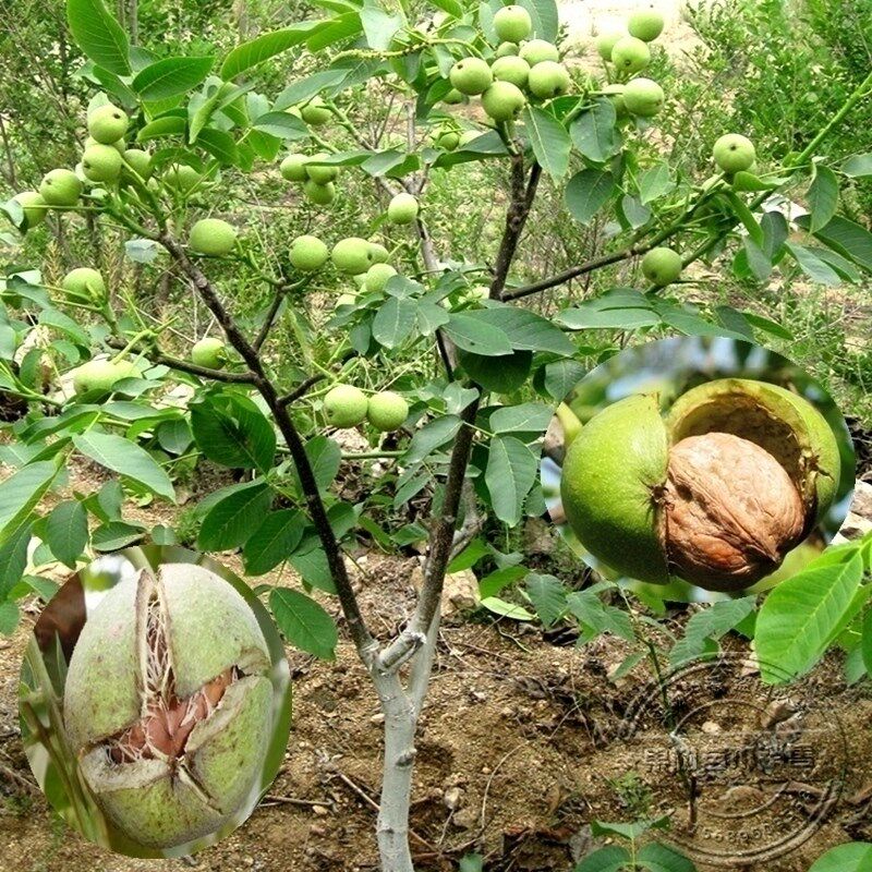 嫁接果树苗香玲碧根果纸皮核桃苗南方北方种植核桃树苗当年结果