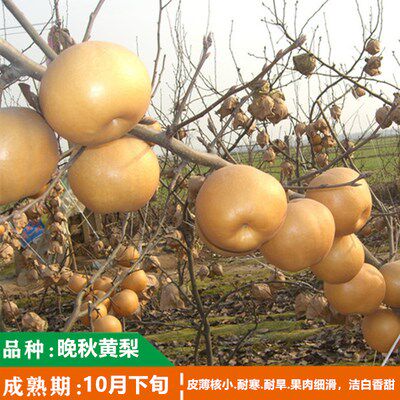 晚秋黄梨 梨树苗 梨树树苗盆栽 地栽 南北方种植果树苗 当年结果