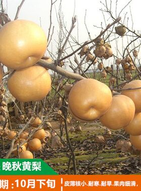 地栽南北方种植果树苗晚秋黄梨