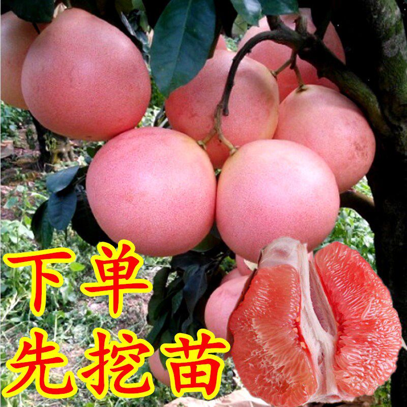 广西容县沙田柚子树苗嫁接白肉红心密柚桂泰国红宝石青柚越南梅州