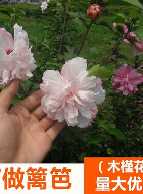 重瓣可食用绿化耐寒南北方木槿
