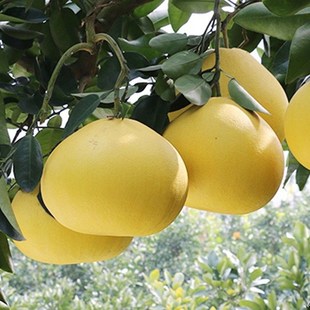 台州玉环文旦柚苗嫁接柚子苗文旦柚子树苗庭院地栽盆栽果树苗包邮