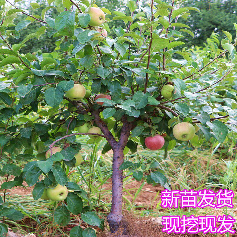 山东培育奶油富士苹果苗 独特奶香味苹果抗寒苹果树苗 当年结果