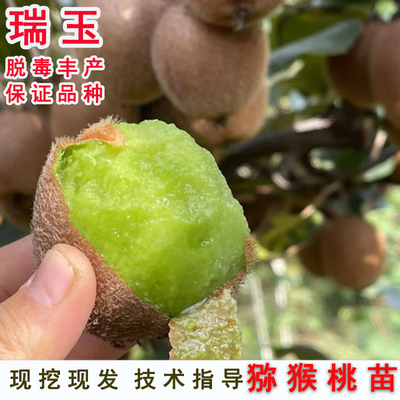 嫁接猕猴桃树果苗绿心瑞玉