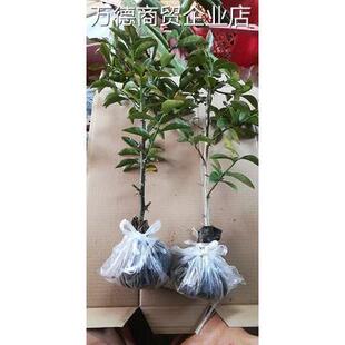 叶仙树苗直杆苗木麒麟直杆苗嫁接蟹爪兰更高私聊叶仙苗带根