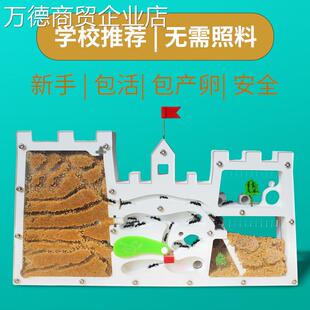 蚂蚁城堡生态箱蚂蚁工坊送收获蚁后学生观察生态箱蚁巢室屋家园
