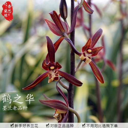 花之鹤价格 花之鹤图片 星期三