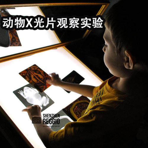 人体动物x光片光影科学实验