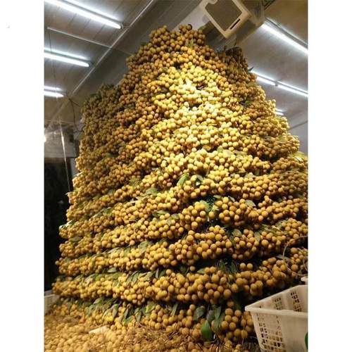 仿真龙眼水果模型桂圆果蔬食物模型摆件店铺超市橱窗装饰拍摄道具