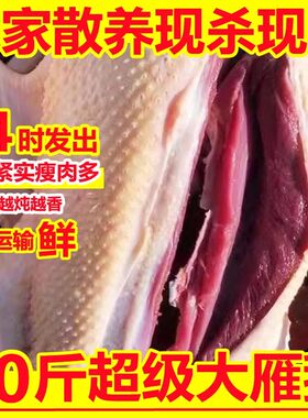 非鹅整只10斤非大鹅新鲜鹅肉非大白鹅超大散养非大鹅老鹅雁鹅瘦肉