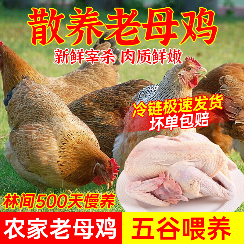 现杀散养2年超大土鸡山林老母鸡农村草鸡农家笨鸡走地鸡新鲜整鸡