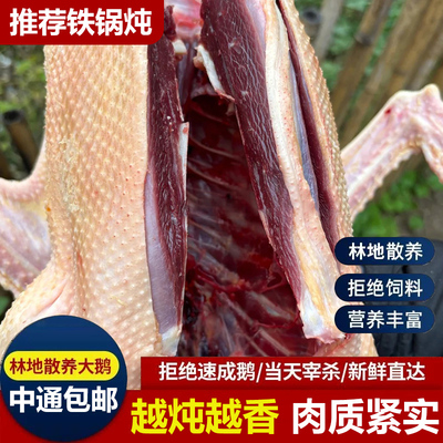农家散养大雁鹅冰鲜现杀