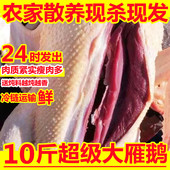 非鹅整只10斤非大鹅新鲜鹅肉大白鹅超大散养非大鹅老鹅雁鹅瘦肉