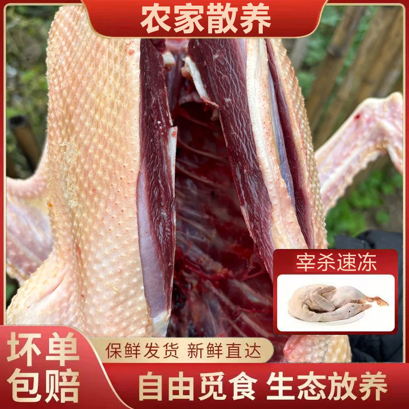 大雁鹅非老鹅非大雁鹅