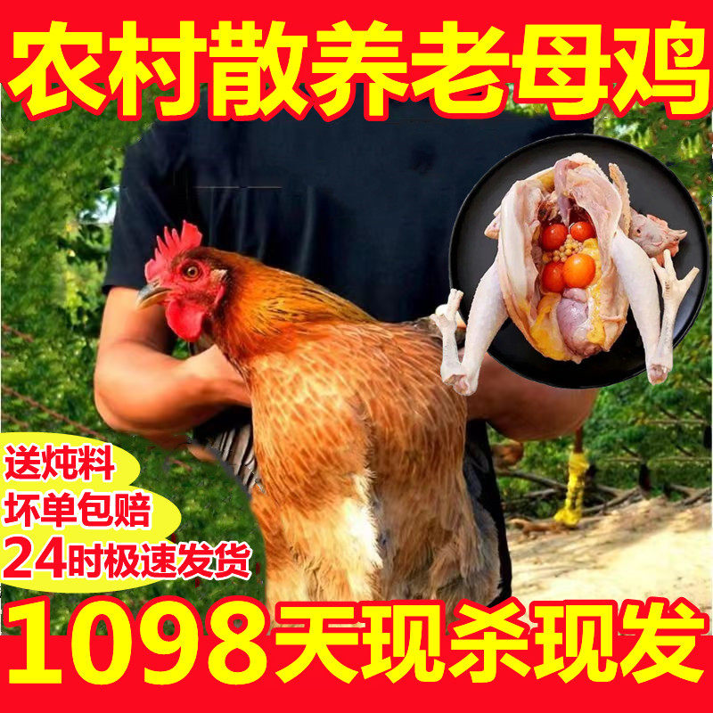 老母鸡3年正宗散养鸡土鸡农家散养鸡新鲜现杀鸡肉鸡腿鸡胸肉整鸡,水产肉类/新鲜蔬果/熟食,整鸡/整鸡制品,淘宝优惠券,粉丝福利购,淘宝优惠卷