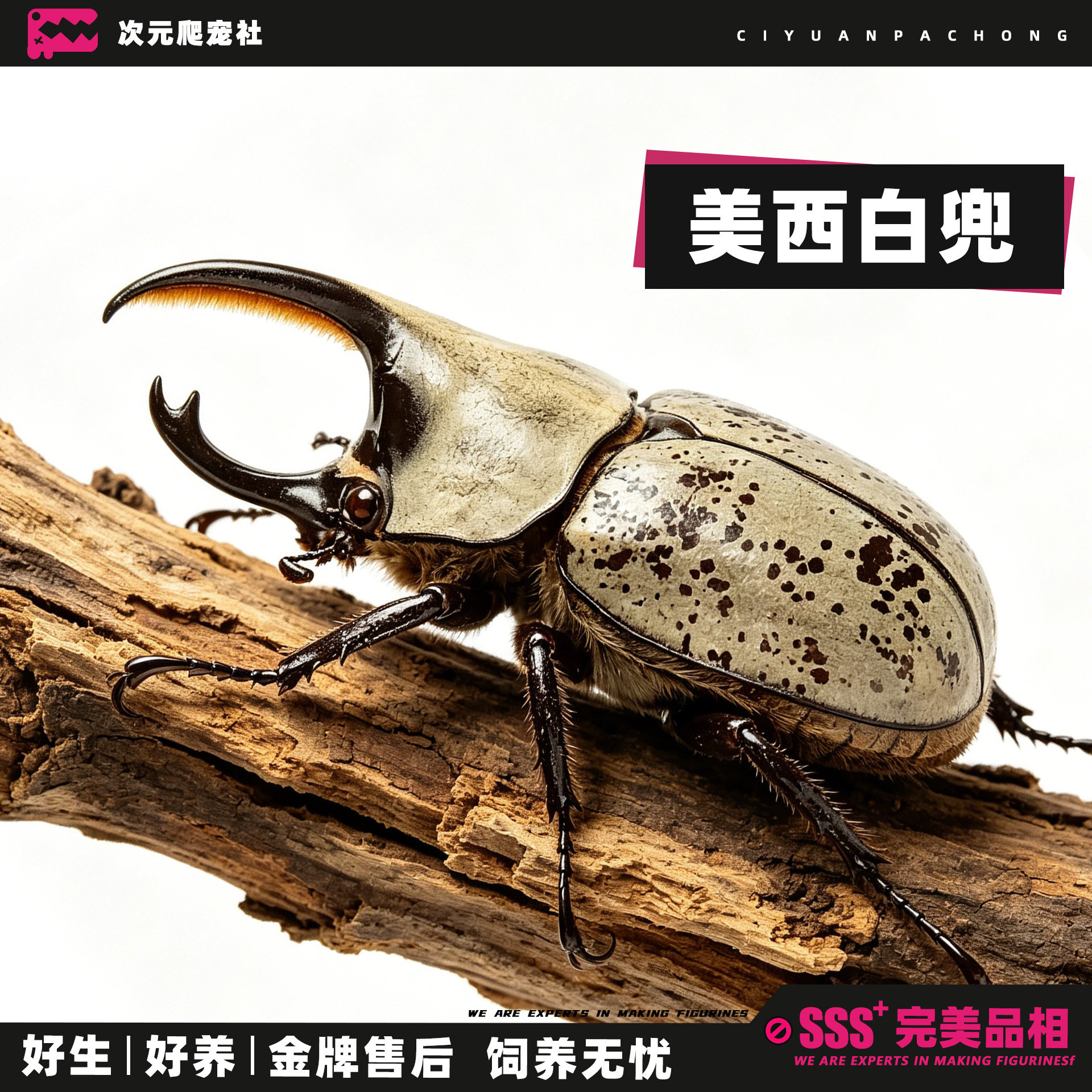 【美西白兜】长戟大兜独角仙甲虫特色爬宠/鸣虫