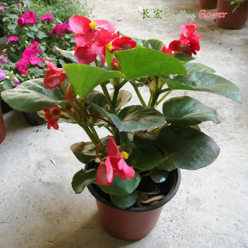 大花四季海棠盆栽带花玻璃翠大叶秋海棠花阳台庭院地栽景观花.