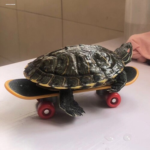 玄凤虎皮小型鹦鹉玩具迷你滑板车宠物智能仓鼠松鼠训练用品